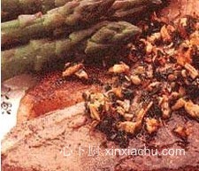 ���[��ţ��������