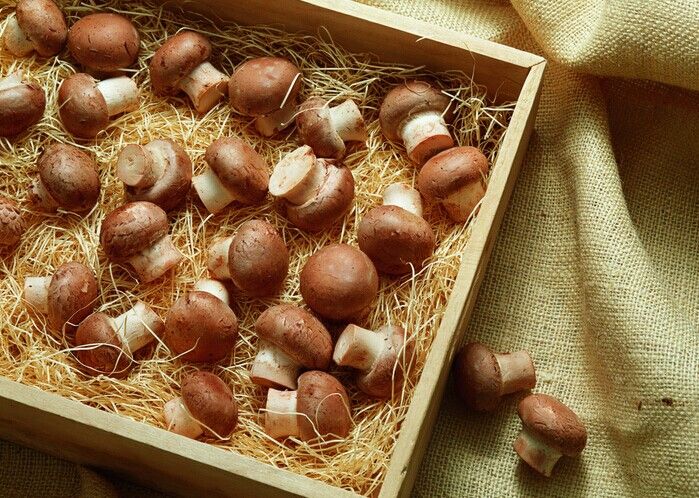 蘑菇的做法 蘑菇的做法