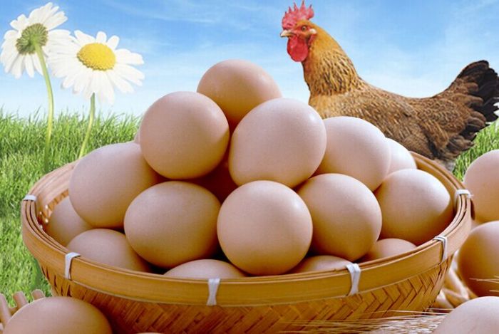 雞蛋的做法 雞蛋的做法