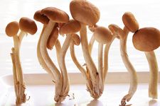 茶樹菇的做法 茶樹菇的做法