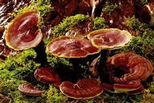 靈芝的做法 靈芝的做法