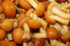 ����Ģ������