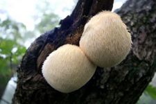 猴頭菇的做法 猴頭菇的做法