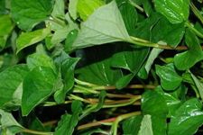 �~�Ȳݵ�����