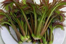 �㴻ѿ������