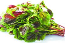 ���{�˵�����