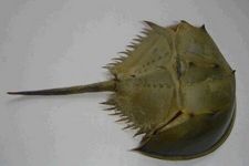 �R��з������